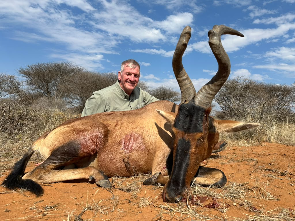 A hunter kneeling behind a red hartebeest on red Kalahari sand under blue sky